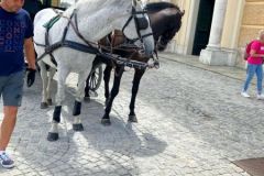 72c84a5e-6f87-4ed3-a8c9-603a3aef98c7